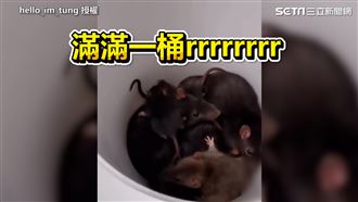 引蛇入鼠窩捕鼠！　竟連續鑽出14隻