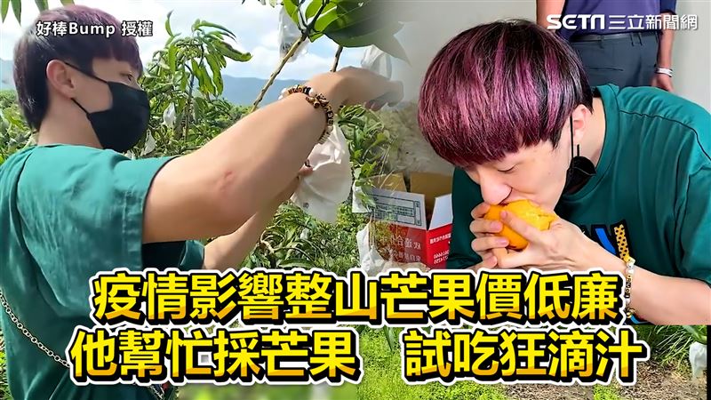 疫情下芒果價低廉　他幫採試吃狂滴汁