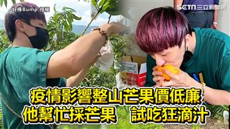 疫情下芒果價低廉　他幫採試吃狂滴汁