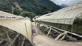 番茄園,美工刀,印尼,移工,南投