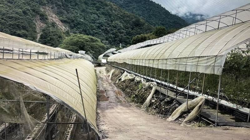 印尼女斷魂南投番茄園　男移工收押