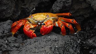 螃蟹用「大鰲當刀叉」進食　網全看傻