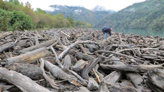 國有林木流到海上　漁民打撈可領報酬