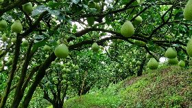 花蓮瑞穗文旦柚導入早收栽培技術