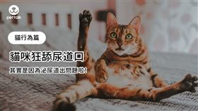 ▲（圖／翻攝自PetTalk：說寵物）