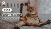 貓咪狂舔尿道口　其實是泌尿道出問題