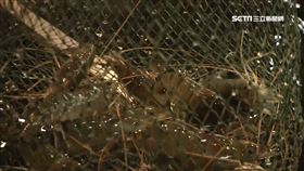 釣蝦場開放! 大啖烤蝦得乖乖坐在