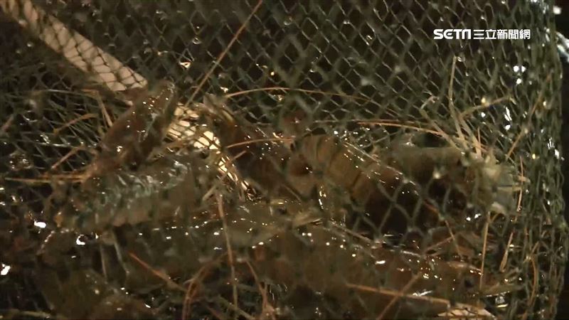 釣蝦場重新營業！仍須遵守防疫規定