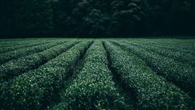 16:9
茶葉 採茶
圖／翻攝自pixabay
https://pixabay.com/images/id-945400/