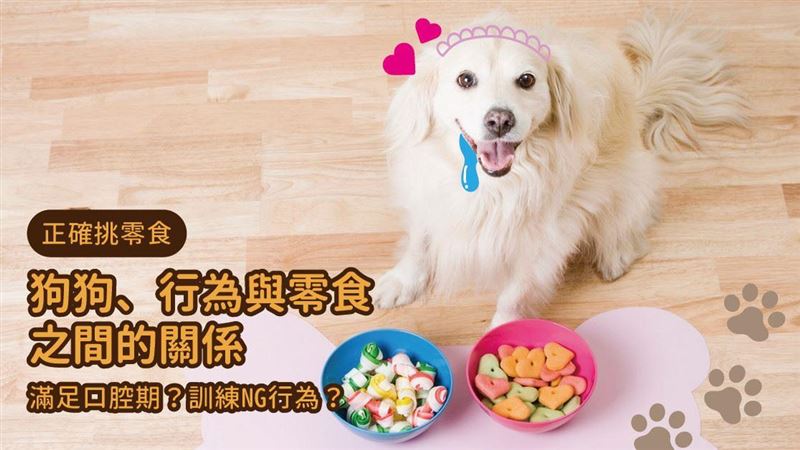 滿足狗狗口腔期！零食、訓練不可少