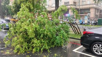 台中豪大雨狂噴　釀多起路樹倒塌事故
