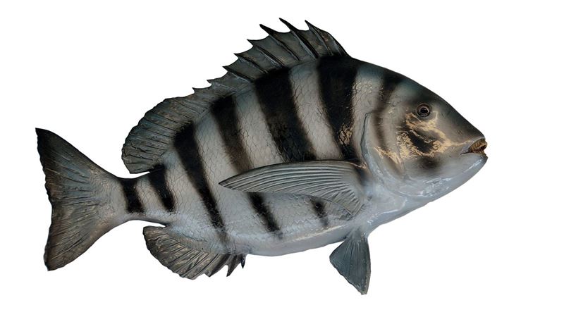 釣客捕到「犯罪魚」　牠一張嘴網笑翻