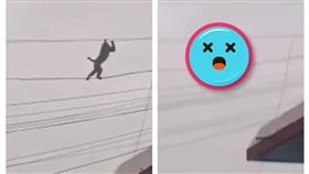 中國超強猴子走電線（圖／翻攝自微博）