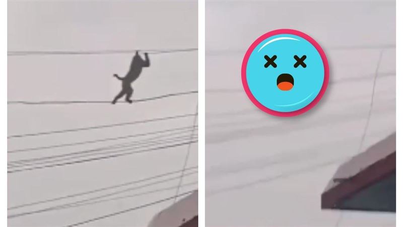 你也要比奧運？猴子走電線這招網看呆