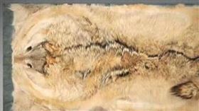 ▲狼皮。（圖／翻攝自寶物鑑定節目）