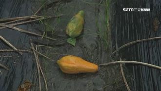 豪雨釀農損1.8億　這5個縣市最慘