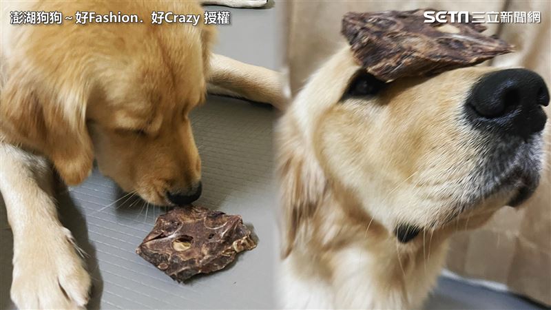 阿金鼻頂肉乾等指令　同伴路過竟偷吃