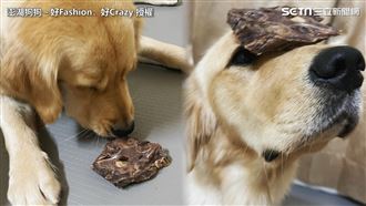 阿金鼻頂肉乾等指令　同伴路過竟偷吃