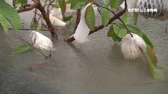 大雨泡爛苗、裂果如爆米花　農民心痛