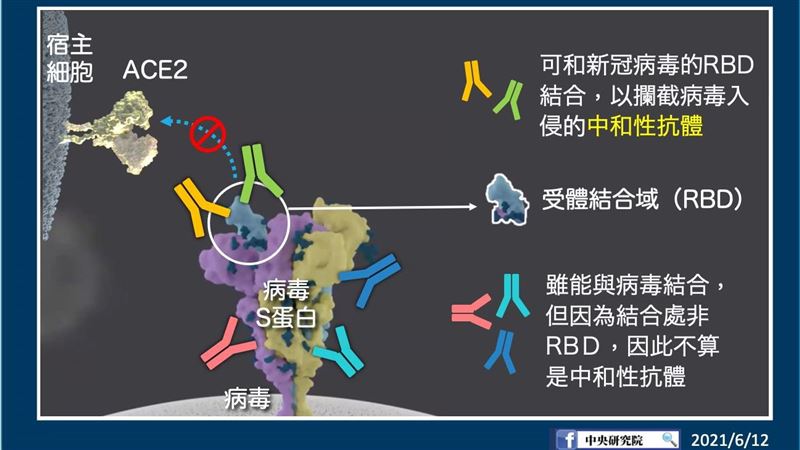 認識抗體中的「神隊友」：中和抗體