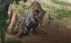 滑手機,老虎,訓獸師,中國,廣州。(圖/翻攝自微博)