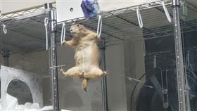 土撥鼠做體操（圖／翻攝自推特）