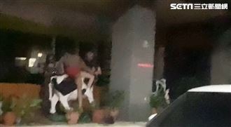 高雄妹爽騎乳牛　又叫又笑以為出事了