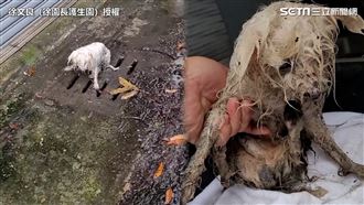 小白汪雨中發抖超無助　他救援嘆心酸