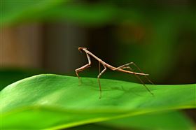 竹節蟲,Stick insects／翻攝自Pixabay