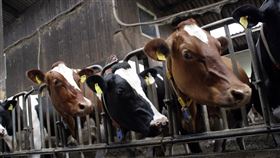 根據氣候變遷第6次評估報告，甲烷為導致全球暖化的因素之一。台灣氣候聯盟秘書長彭啟明表示，據統計「腸道發酵」占甲烷生成量29%最多，也就是「牛放屁」，畜牧業產量再躍升會是警訊。（圖／翻攝自Pixabay圖庫）
