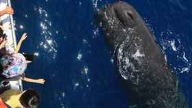 ▲八月份旅遊活動推薦-多羅滿賞鯨。（圖／Tripbaa趣吧！旅遊平台）
