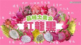 火龍果(農委會提供)