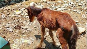 馬匹遭虐。台灣動物社會研究會、台灣防止虐待動物協會提供