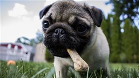 巴哥,狗狗,巴哥犬,可愛,小狗,狗 圖翻攝自／Pixabay