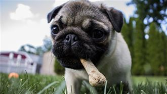 狗上床一起睡覺是錯的！專家示警恐怖下場