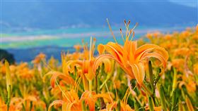 台鐵郵輪式列車9月重啟  推出11條行程國內COVID-19疫情趨緩，台鐵郵輪式列車將在9月3日重啟，9月到11月總共有9梯次11支行程。（易遊網提供）中央社記者余曉涵傳真  110年8月13日