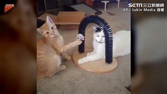 橘貓手勾玩具甜回眸　竟是想打臉同伴