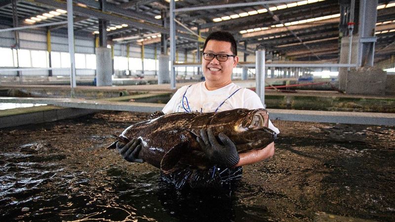 黃爸引海水養殖　獲首張有機石斑認證