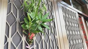 艾草,門口,驅邪（圖／翻攝自爆廢公社）