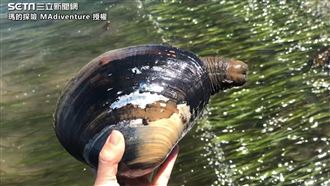 捕獲野生巨大馬蚌　他扒皮切片讚鮮甜