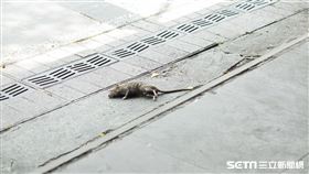 鼠(記者陳弋攝影)