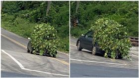 有雜草在動！網見「神級偽裝術」嚇壞：漢光演習開始了？（圖／翻攝自爆廢公社公開版）