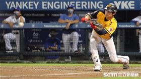 ▲中信兄弟外野手陳文杰執行觸擊戰術。（圖／記者劉彥池攝影）