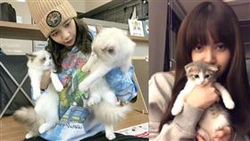 愛貓人士狠批Lisa飼養摺耳貓，擔心粉絲跟風。（圖／翻攝自lalalalisa_m IG）