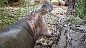 新竹市立動物園(新竹市政府提供)