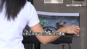 Y搶五倍商.機1800