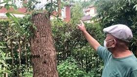 砍「自己買的」香樟樹！阿公遭政府開罰61萬　1理由扯爆（圖／翻攝自光明網）