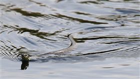 海蛇

https://www.flickr.com/photos/nrgoodrum/37113850392/in/photolist-YxCbGh-XfNZGG-oL4FnS-ZoSCW3-M5KTiQ-TtnzT9-KjHErd-9tdxQe-Ttnymb-Yx2Znf-2a3SQds-ZG7x8j-p2UH89-23ZLYJd-9Zvh2v-pKv6a5-26sJBWf-p3hTJp-V7