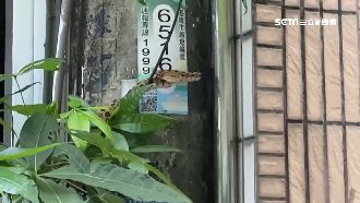 毒蛇竄進民宅　里長挺身鐵夾打暈制伏