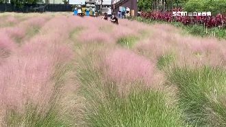 南投粉紅愛情草暴紅　恐釀外來種危害